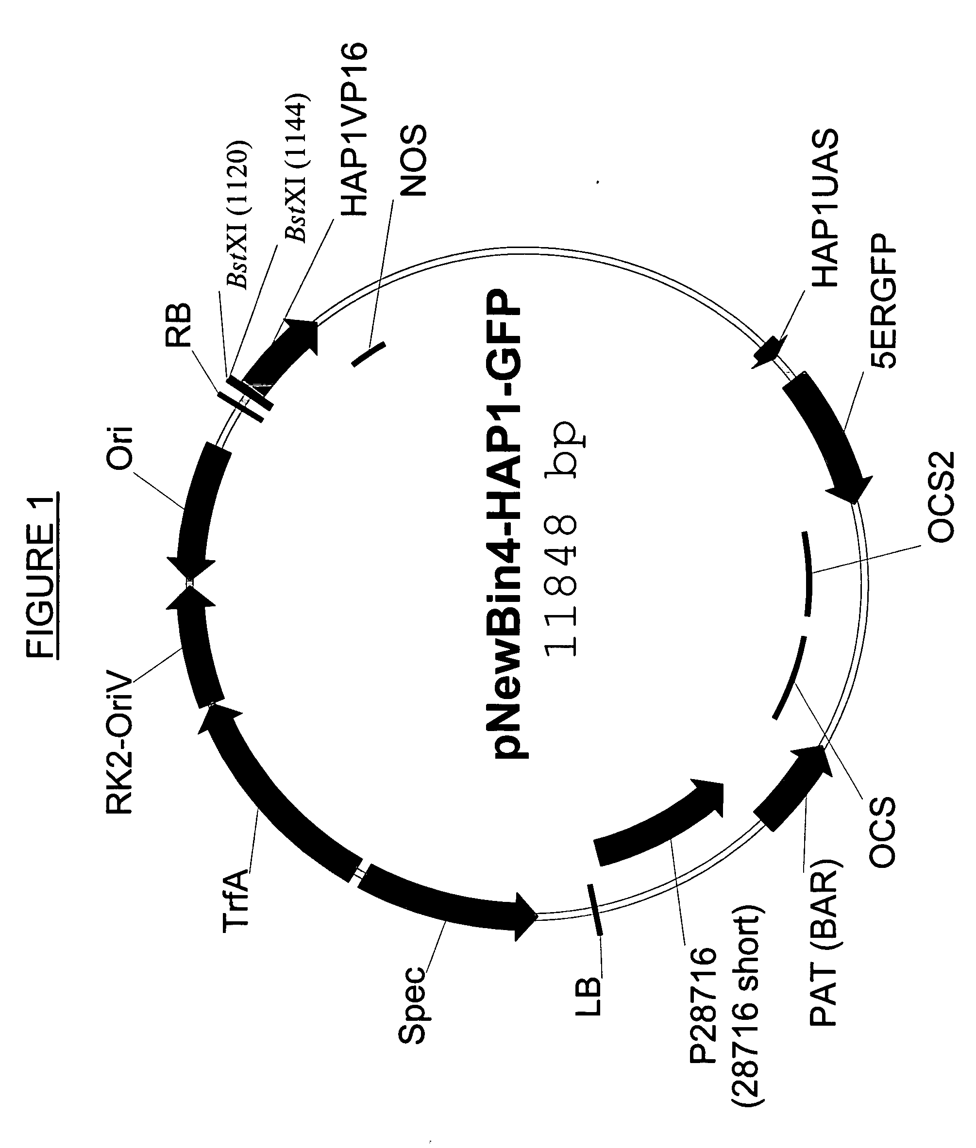 Nucleotide sequences and polypeptides encoded thereby useful for modifying plant characteristics