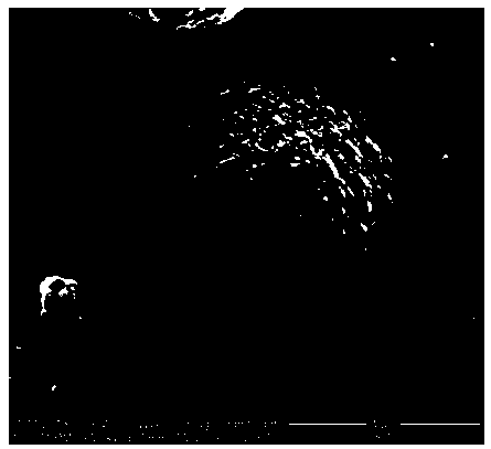 Preparation method of ternary layered positive electrode material for sodium ion battery