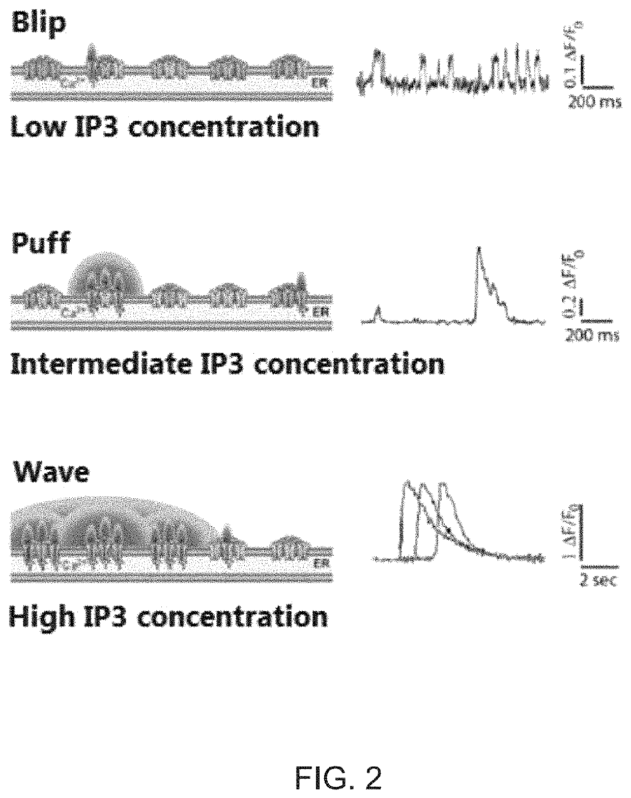 Defective calcium signaling as a tool in autism spectrum disorders