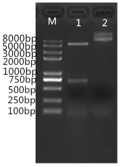 O type foot and mouth disease virus-like particle vaccine as well as preparation method and application thereof