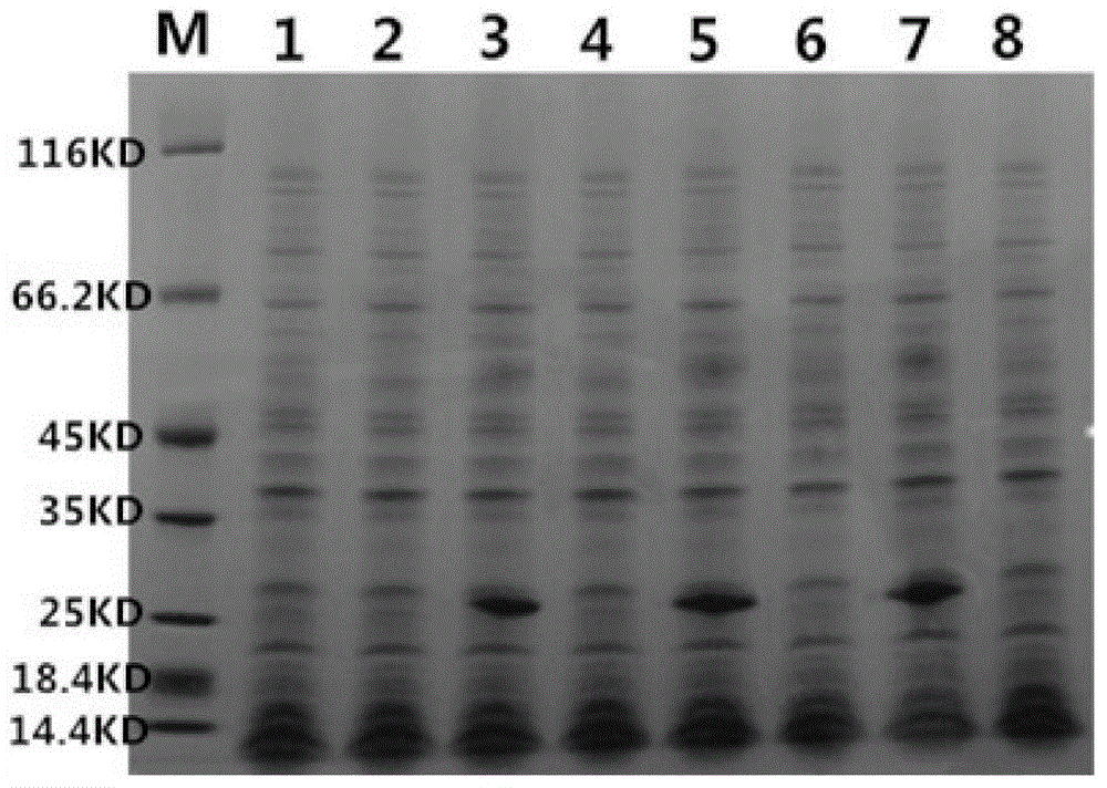 O type foot and mouth disease virus-like particle vaccine as well as preparation method and application thereof