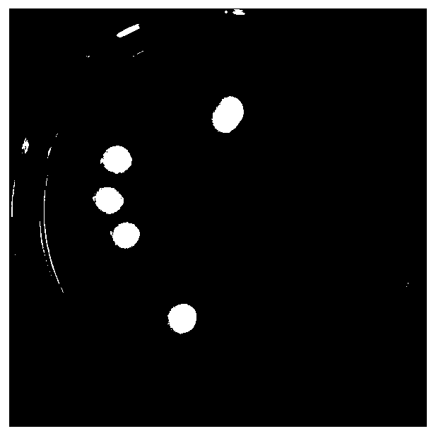 Rhodotorula, culture method thereof and application of rhodotorula in production of biolipid