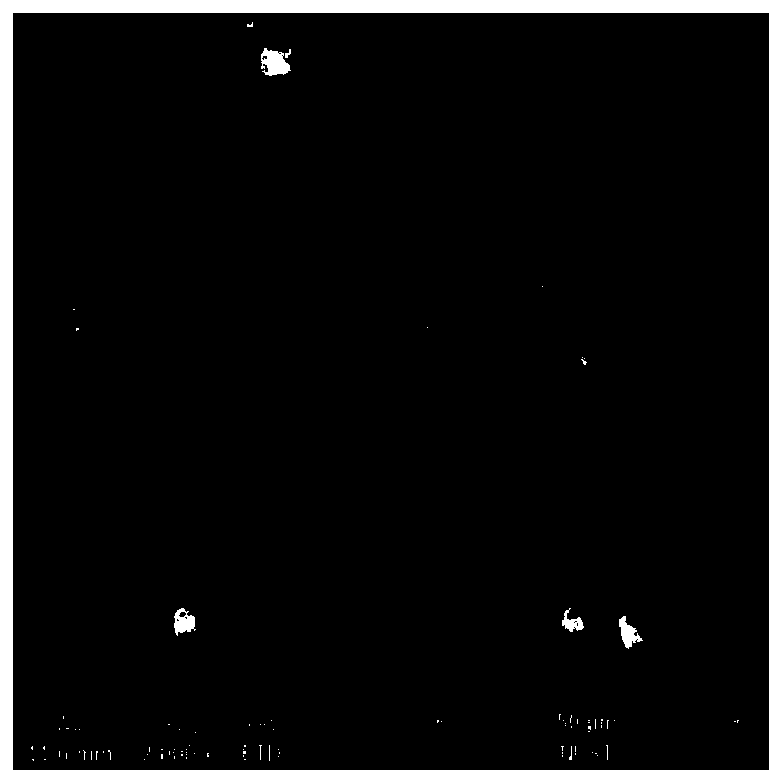 Rhodotorula, culture method thereof and application of rhodotorula in production of biolipid