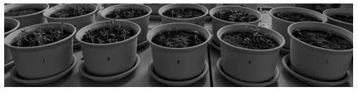 Seedling stage rapid evaluation method for rape seed salt tolerance