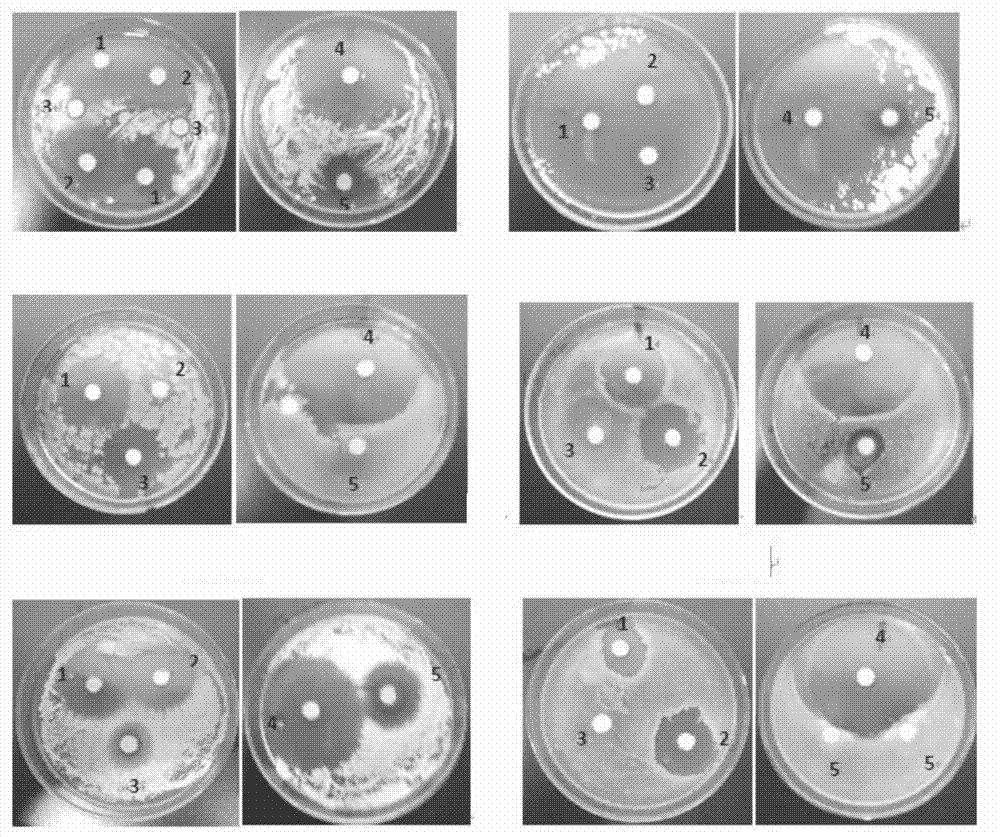 Topical Chinese medicinal composition/preparation with antibacterial, antipruritic and repairing effects, and preparation method thereof