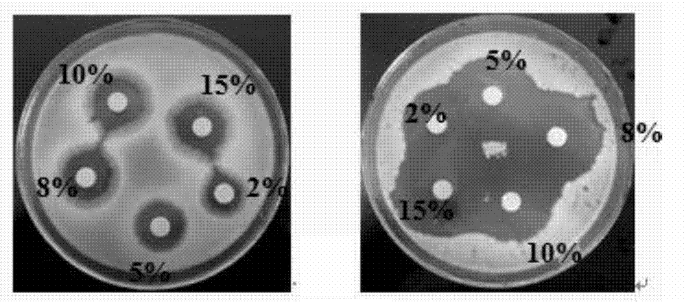 Topical Chinese medicinal composition/preparation with antibacterial, antipruritic and repairing effects, and preparation method thereof