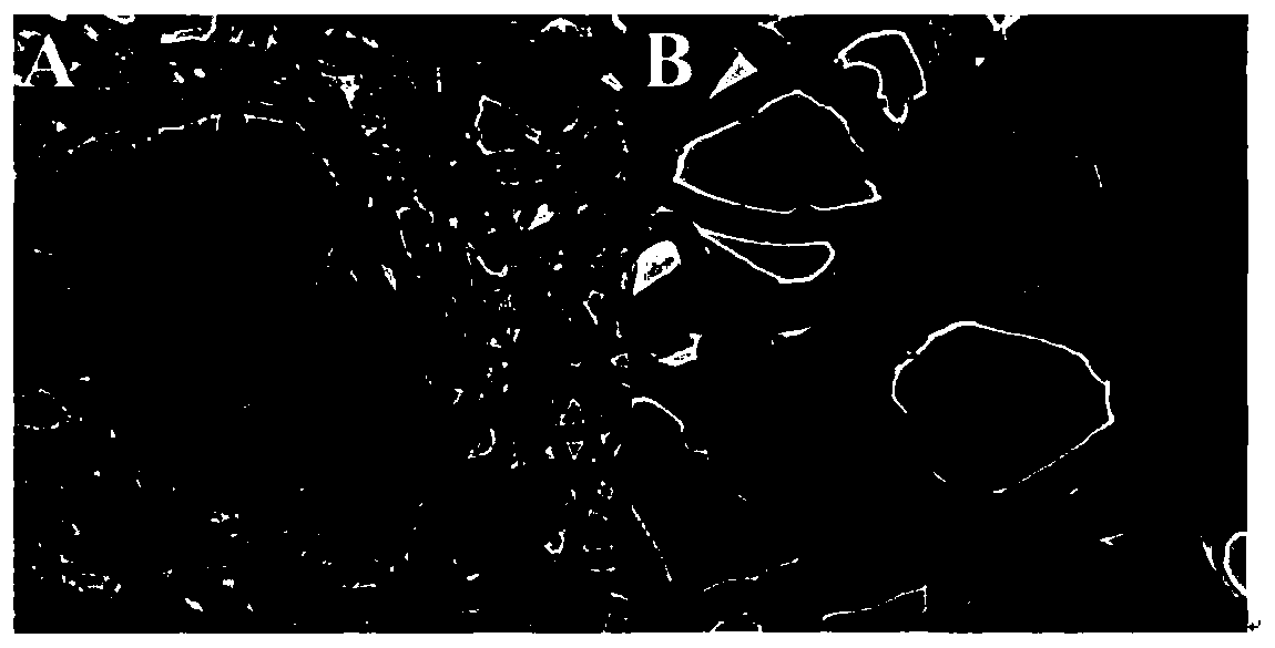 L-glutamic acid detection method and sensor based on polymer film modified electrode