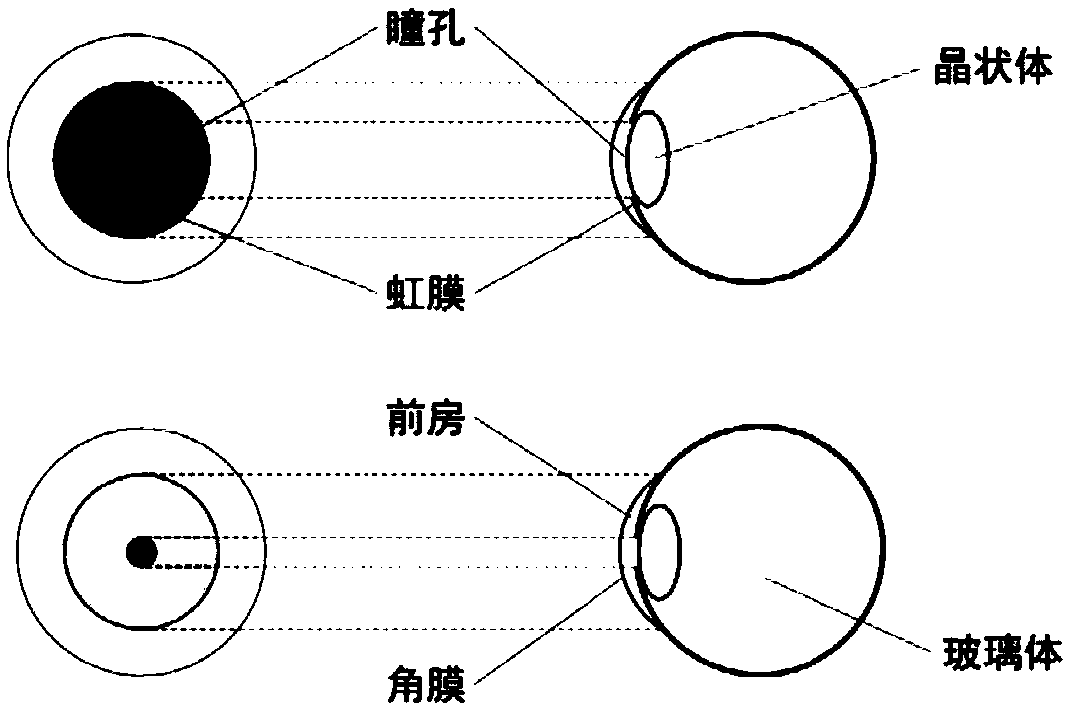 Pupil detection method and device