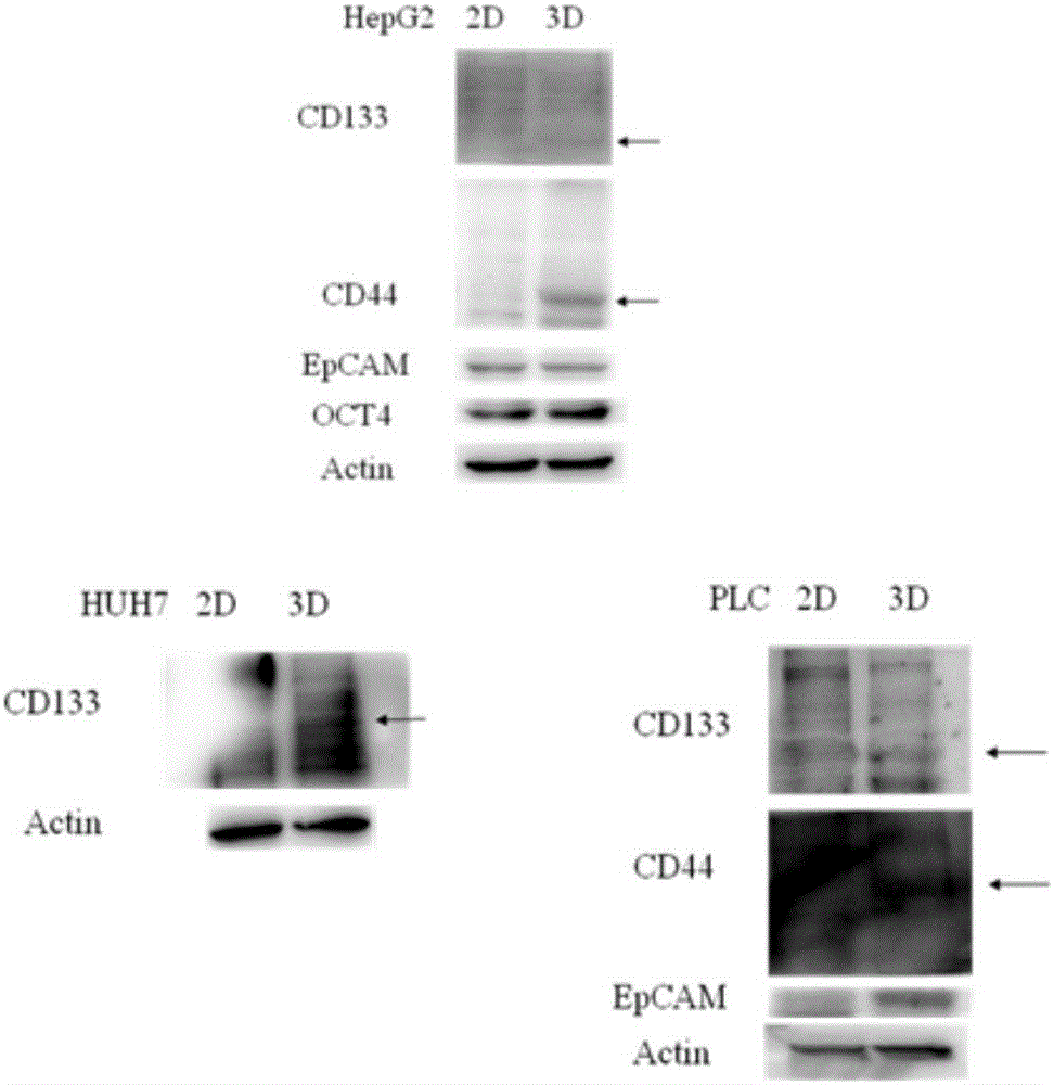 Method for inducing liver cell cells to be transformed into liver cancer stem cells