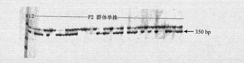 Molecular marker closely related to rape humidity resistance, preparation method and application thereof