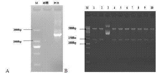 Recombinant strain capable of expressing thermostable Beta-galactosidase and construction method and application