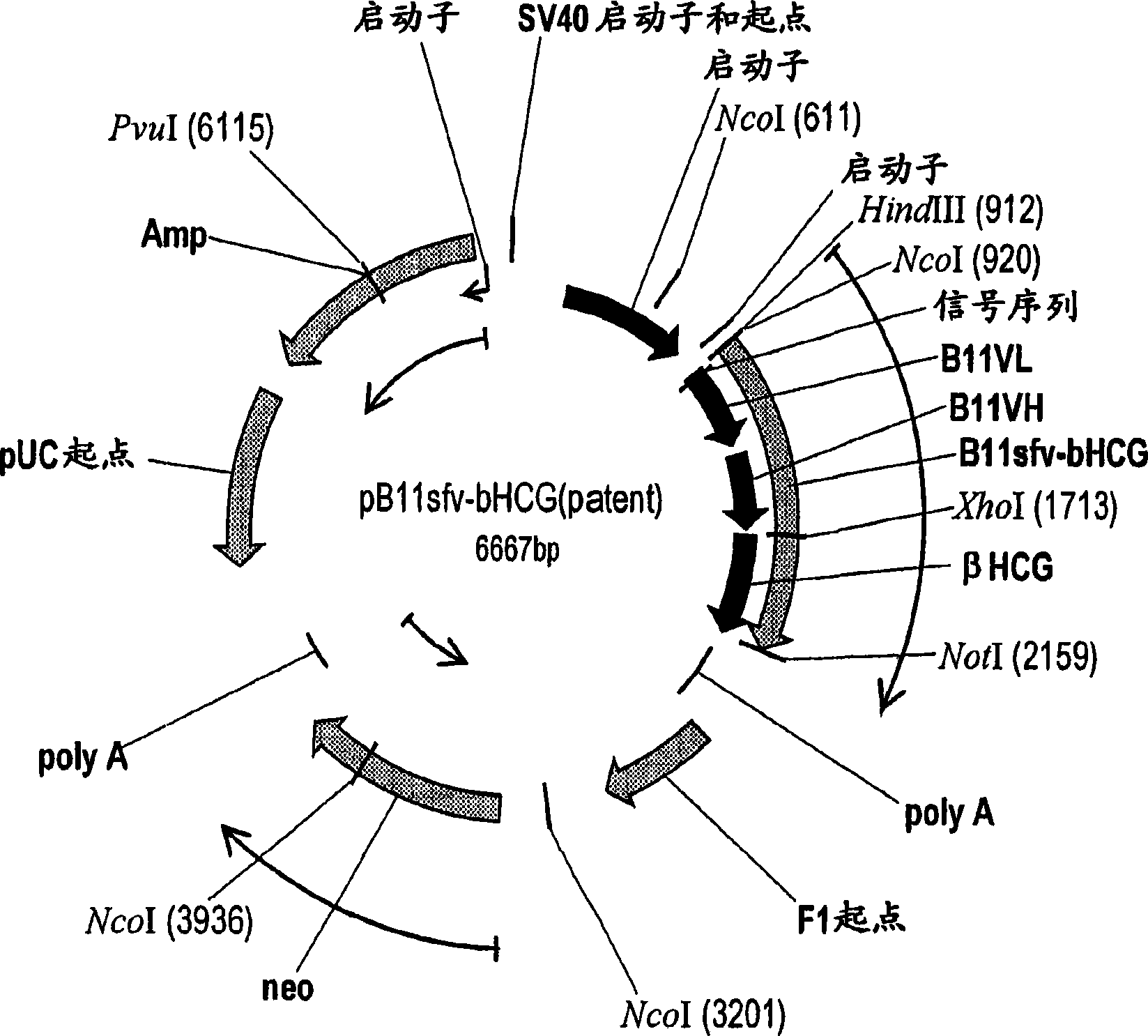 Vaccine conjugate including a human chorionic gonadotropin beta subunit antigen linked to an anti-mannose receptor (mr) antibody