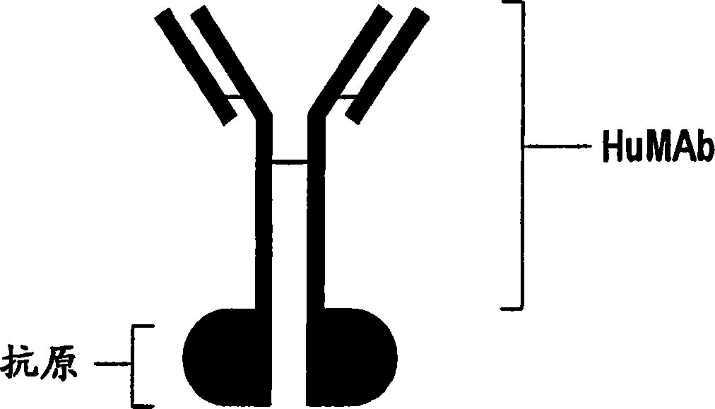 Vaccine conjugate including a human chorionic gonadotropin beta subunit antigen linked to an anti-mannose receptor (mr) antibody