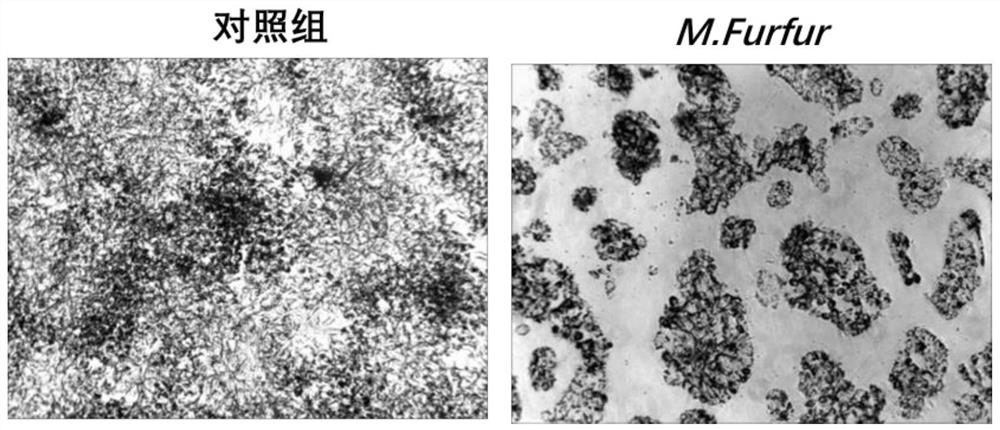 A plant extract composition with scalp care effect and its preparation method and application