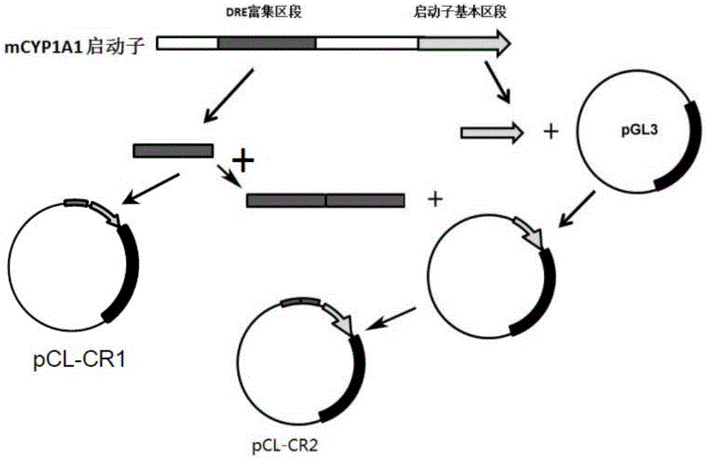 Recombinant vectors and cells for biological detection of dioxin-like substances