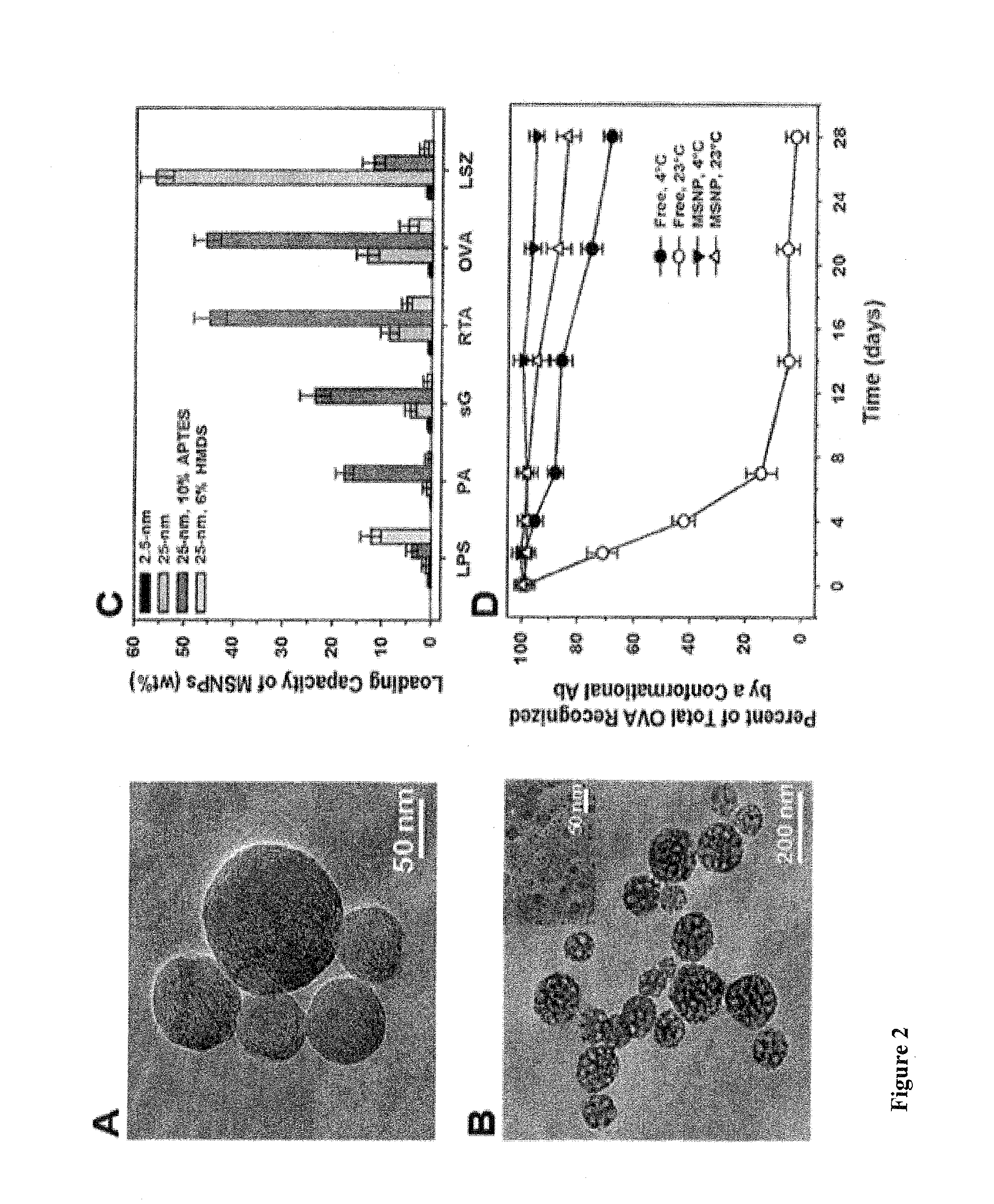 Mesoporous alum nanoparticles as a universal platform for antigen adsorption, presentation, and delivery