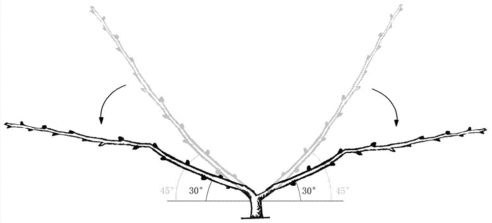 Comb-shaped fence wall tree shape of pear tree and shaping method of shape