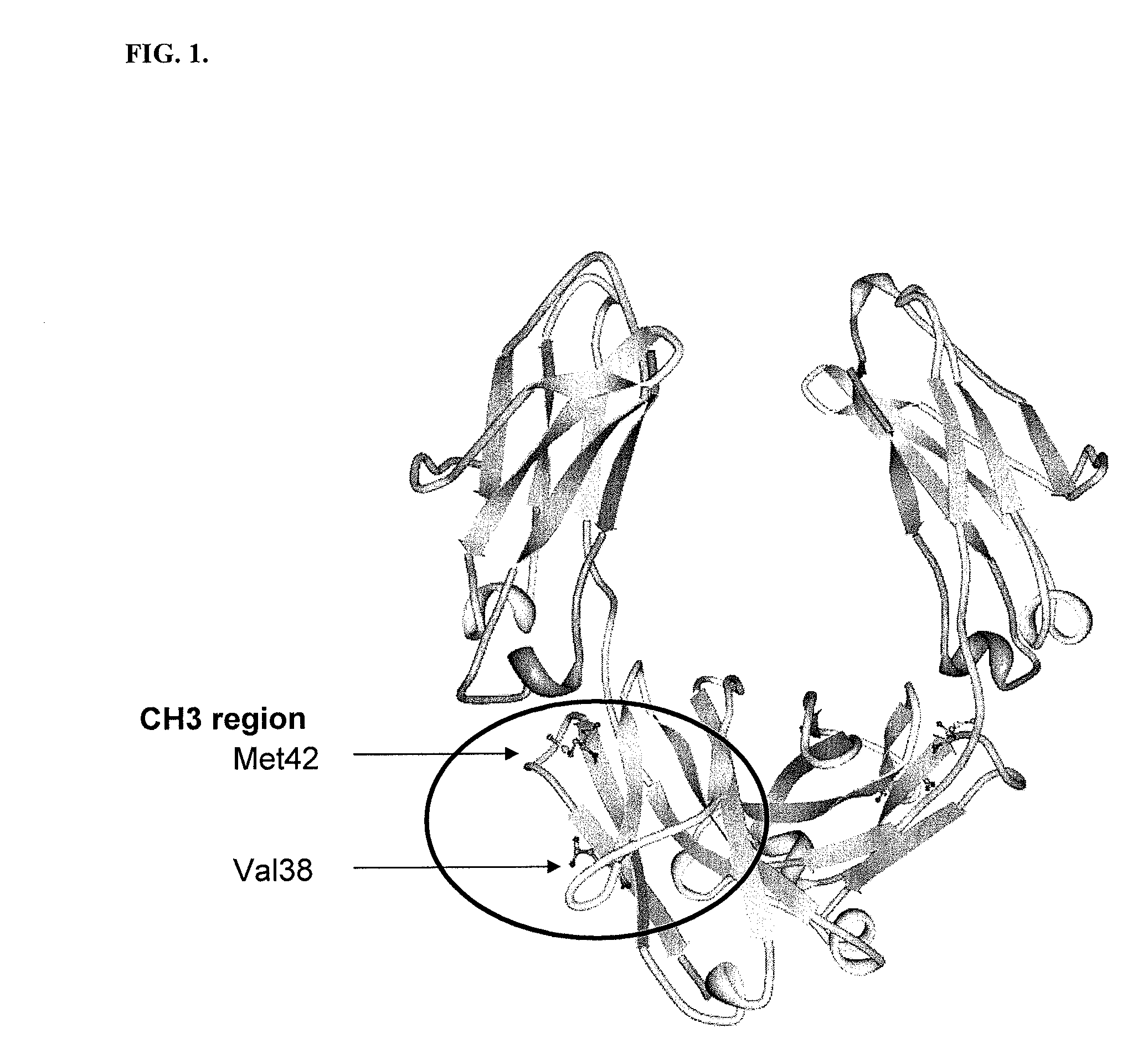 Immunoglobulin fc polypeptides