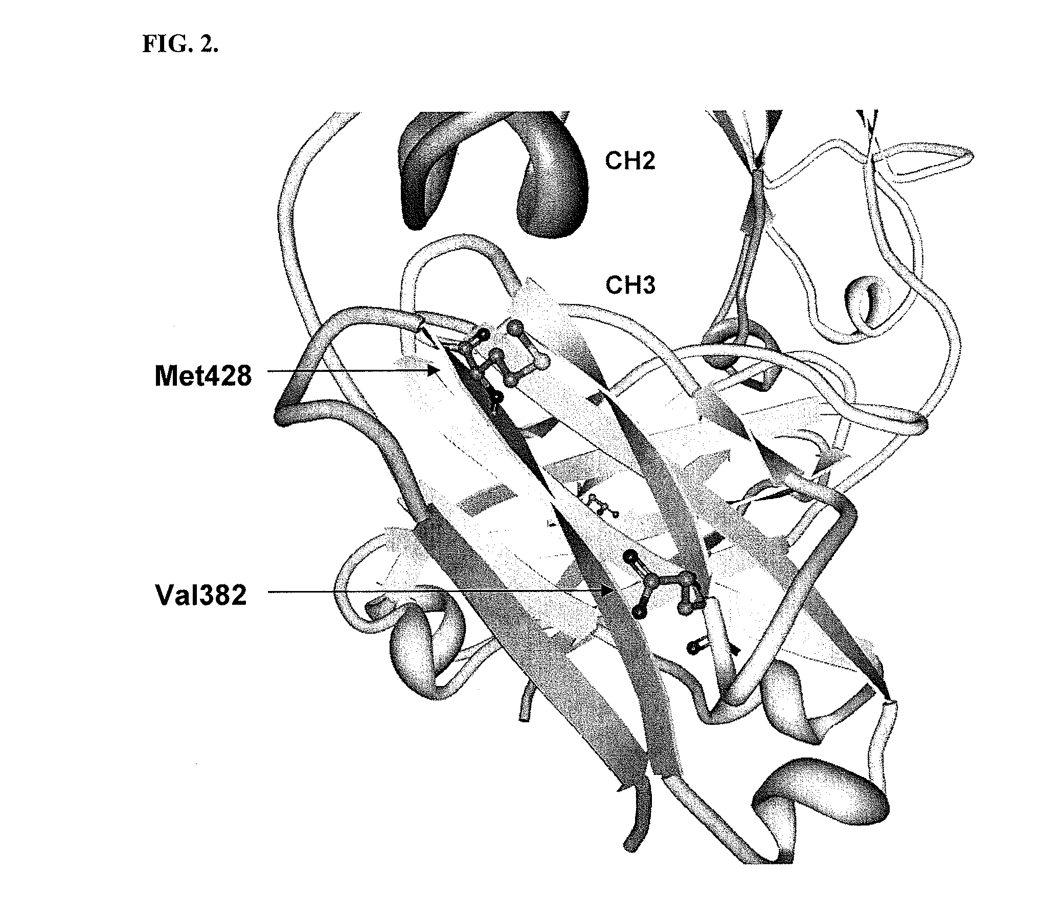 Immunoglobulin fc polypeptides