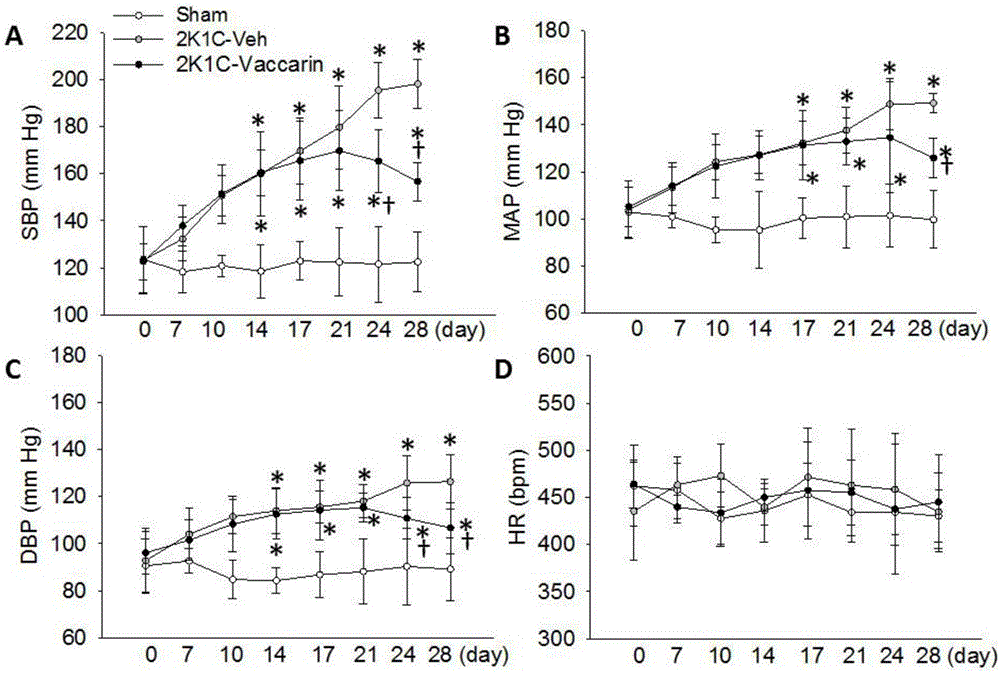 Application of Vaccarin in preparation of antihypertensive drugs