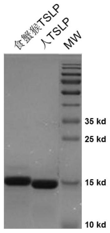 Development and application of a therapeutic agent for TSLP-related disorders