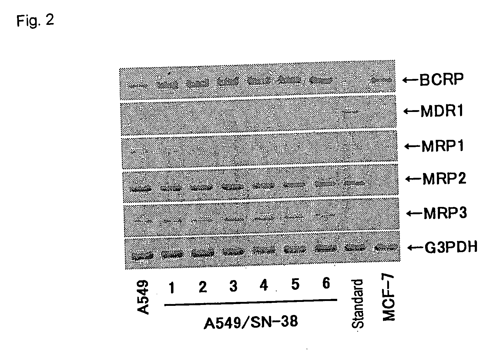 Breast cancer resistance protein (bcrp) inhibitor