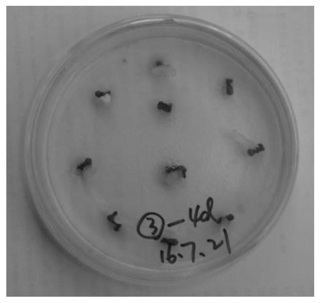 Method for in vitro immature embryo induction and plant regeneration of Zilian