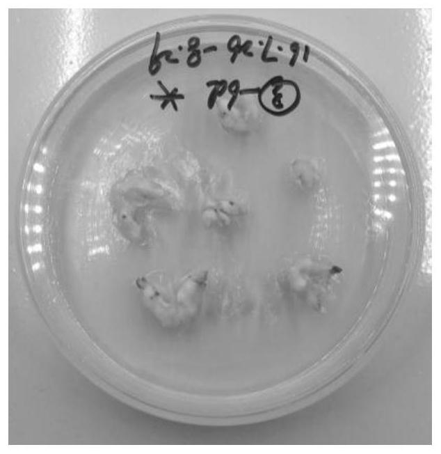 Method for in vitro immature embryo induction and plant regeneration of Zilian