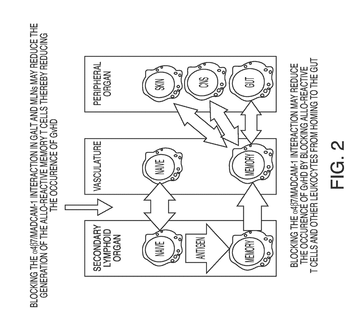 Methods of treating or preventing graft versus host disease