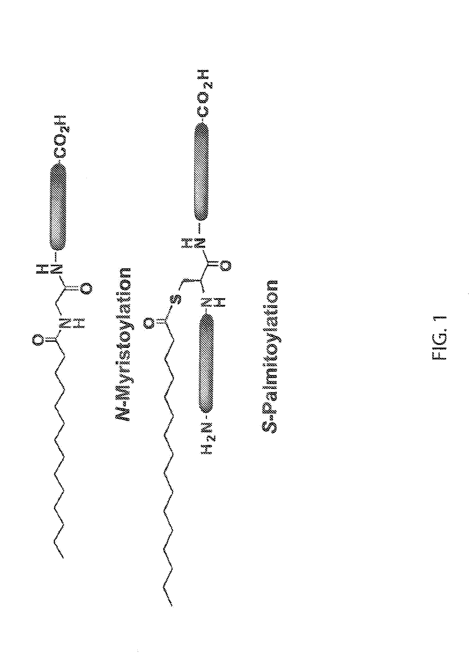 Chemical Reporters of Protein Acylation