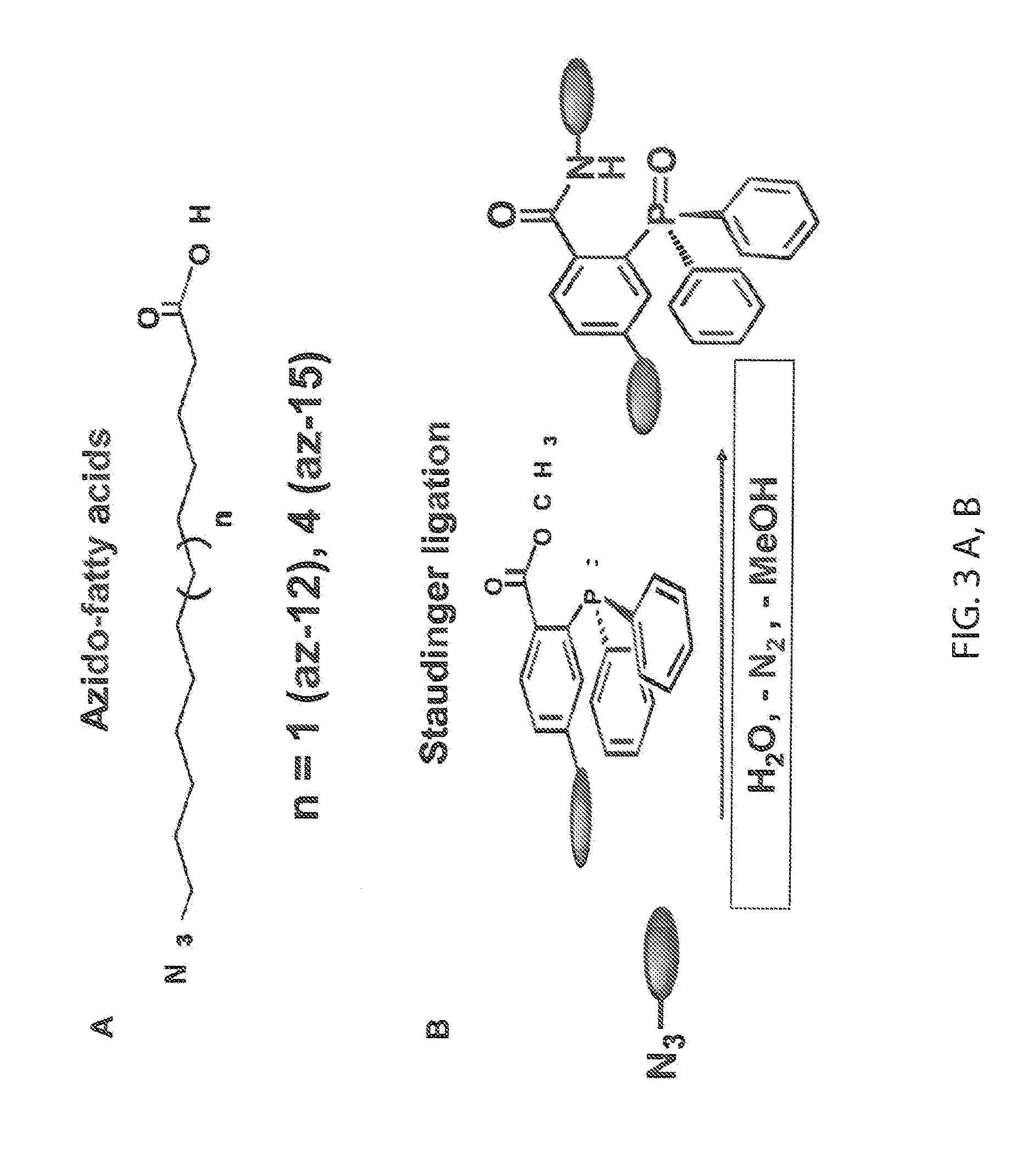 Chemical Reporters of Protein Acylation