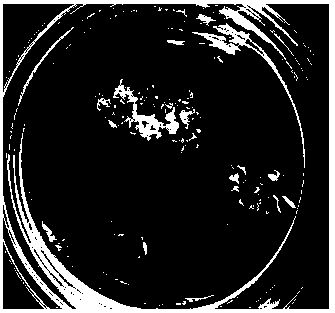 Method for rapid propagation of pelargonium by means of tissue culture