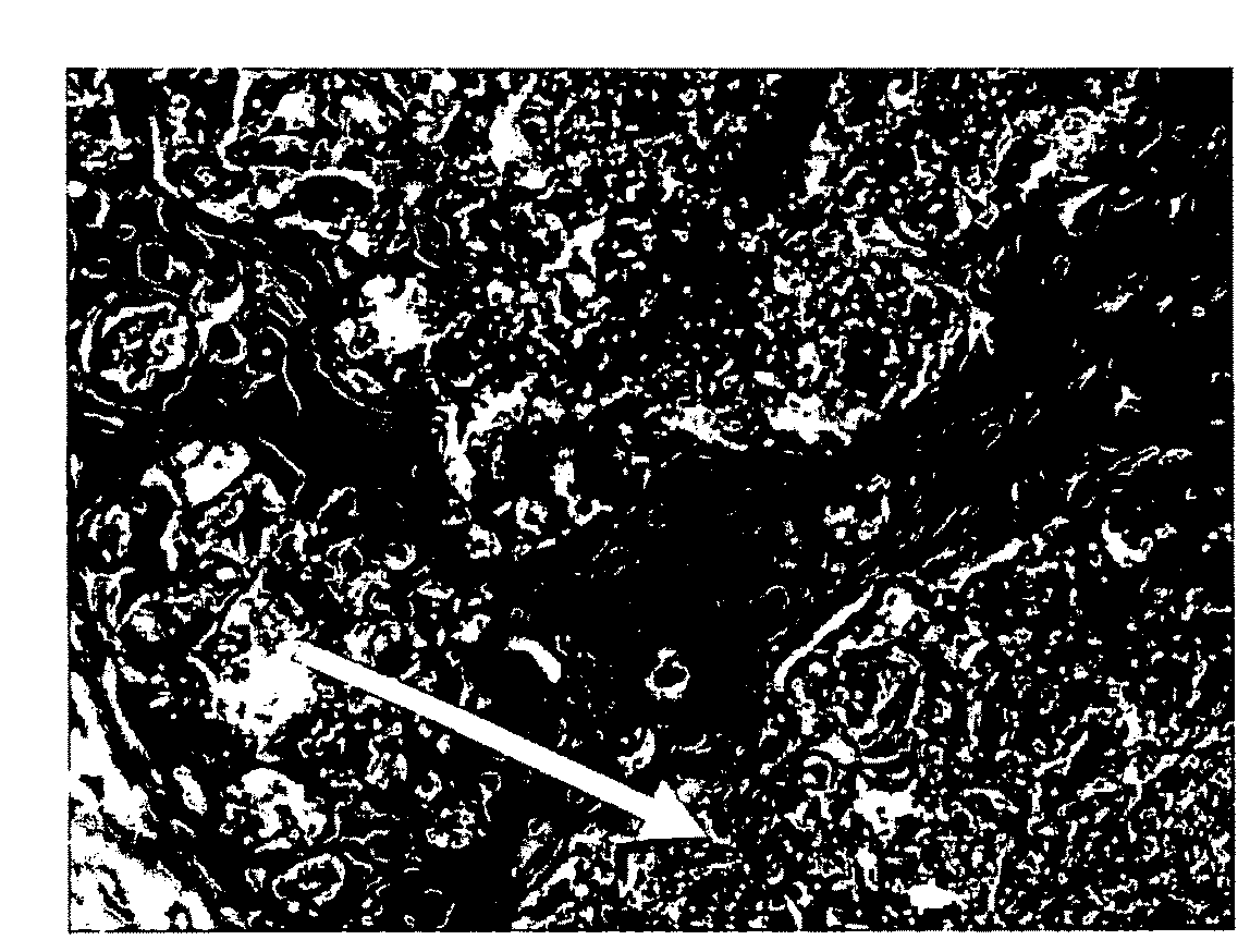 Biocompatible material and uses thereof