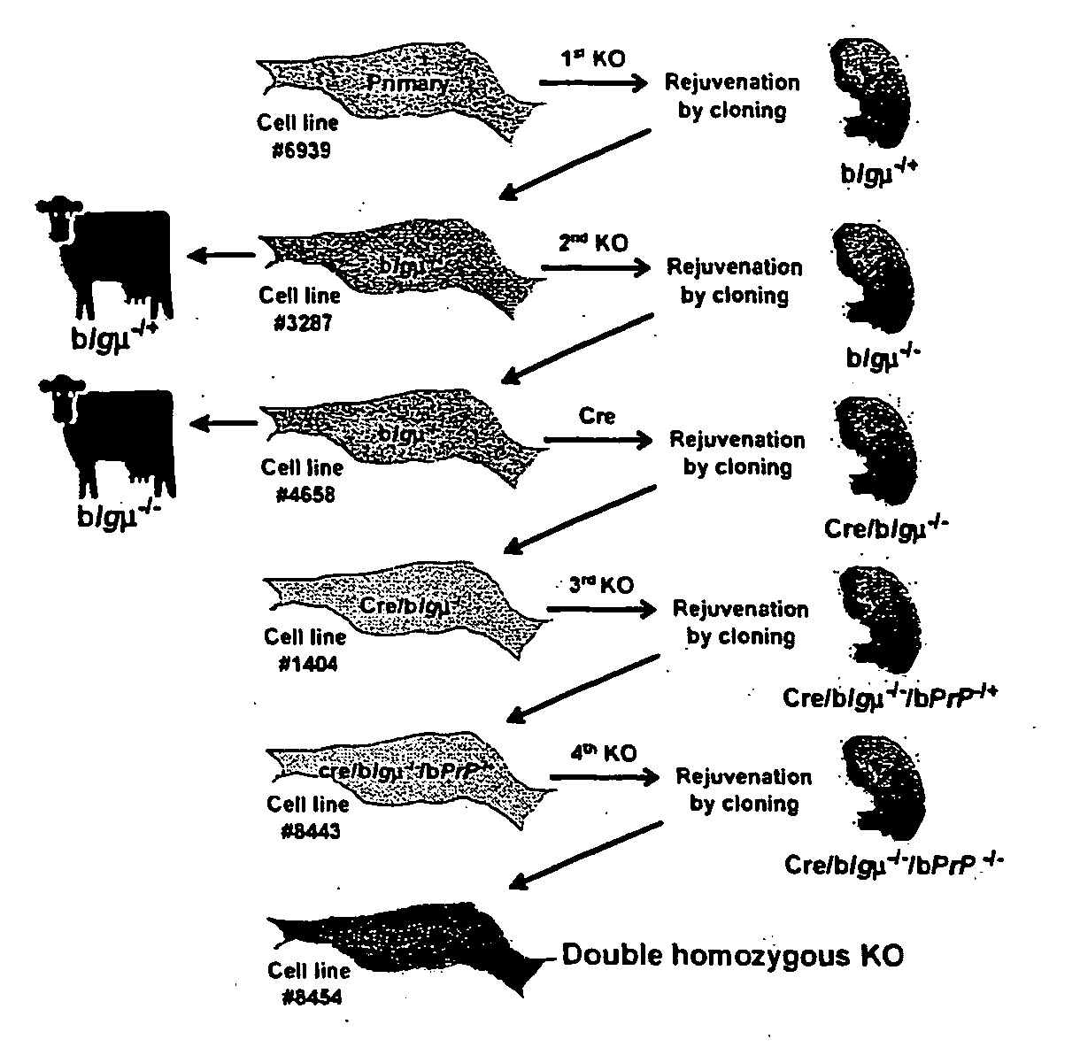 Transgenic animals and uses thereof