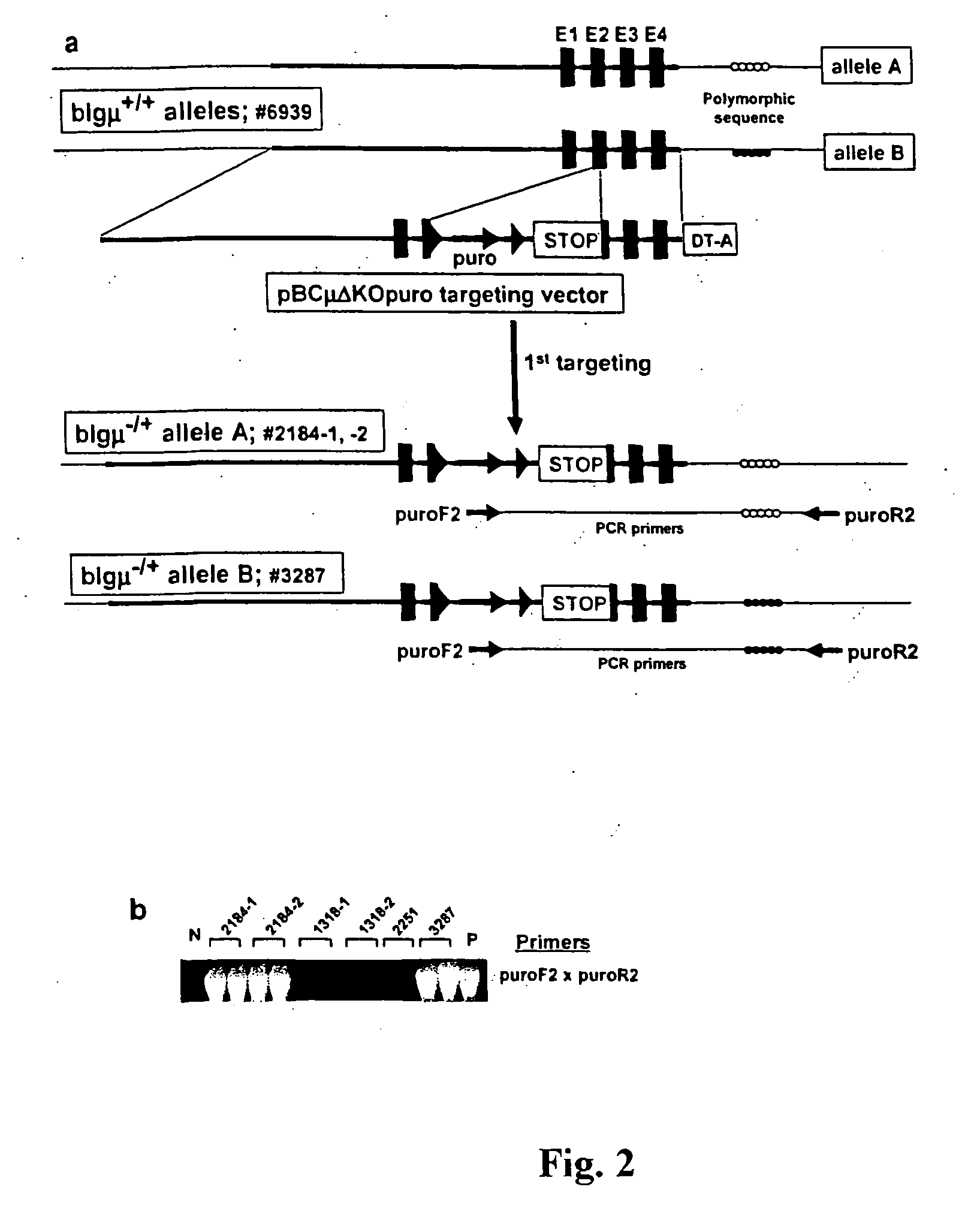 Transgenic animals and uses thereof