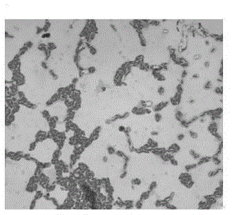 Marine Bacillus amyloliquefaciens and culturing method and application thereof