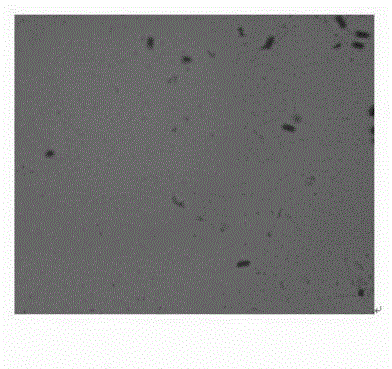 Marine Bacillus amyloliquefaciens and culturing method and application thereof