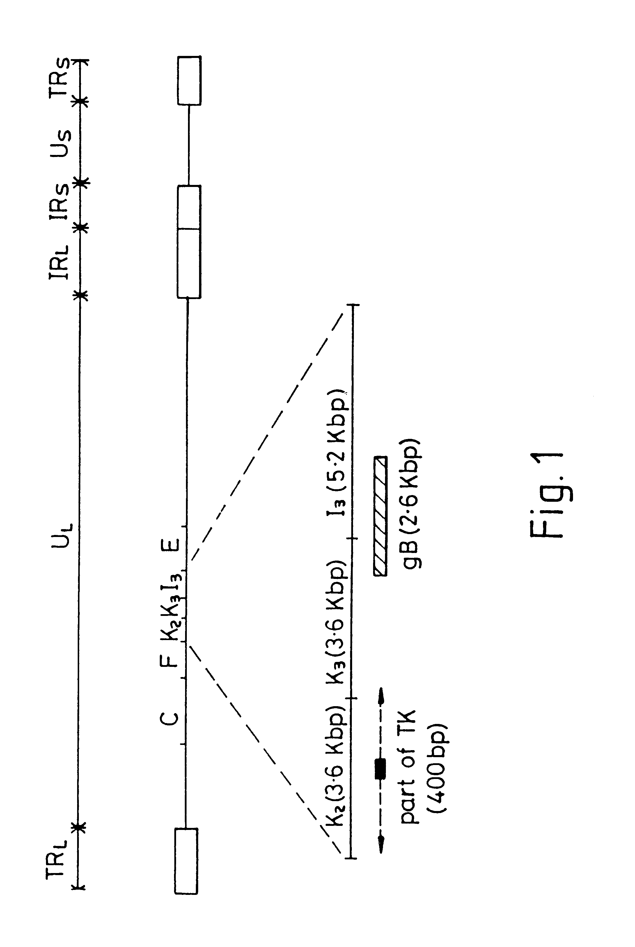 Viral nucleotide sequences