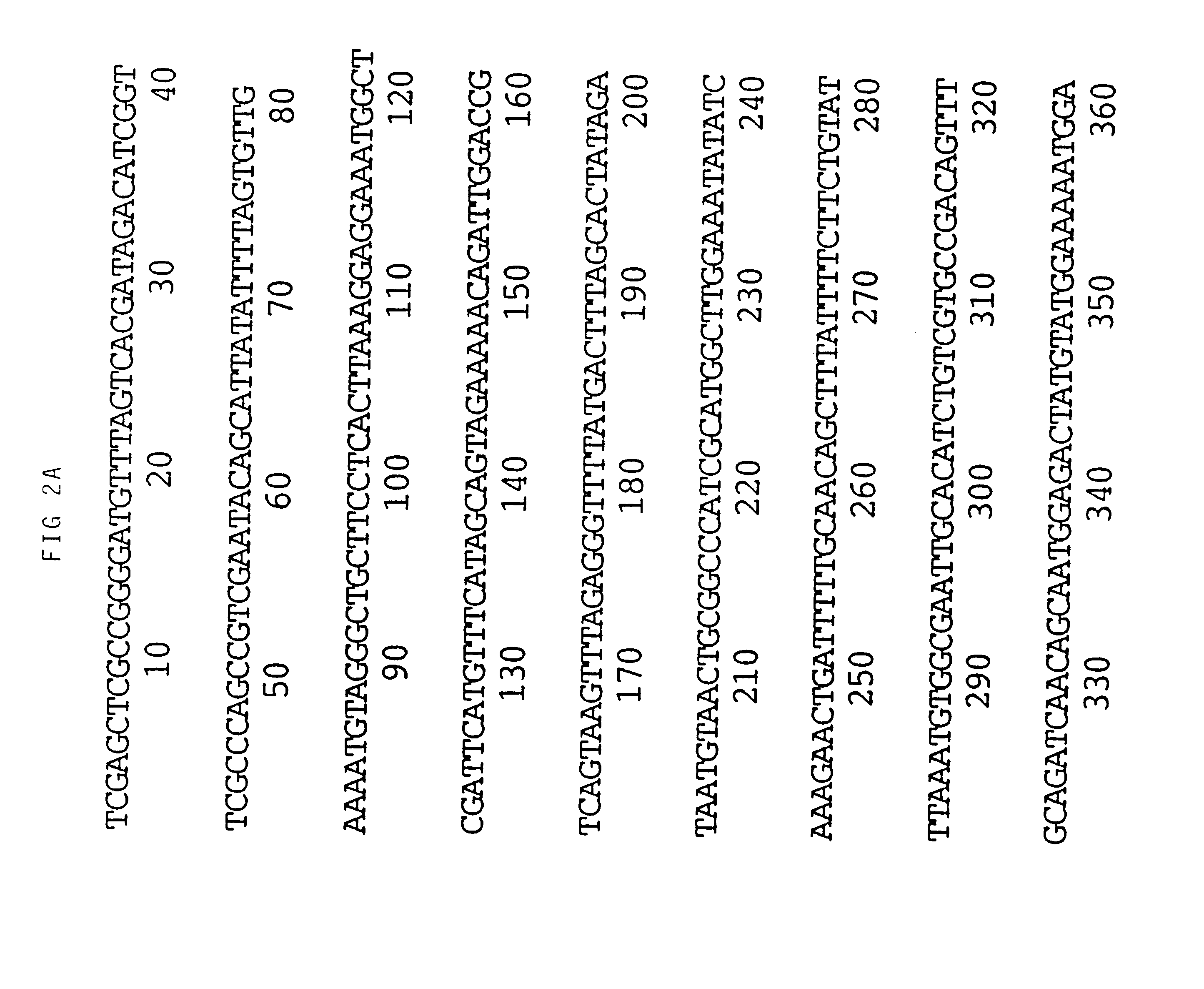 Viral nucleotide sequences