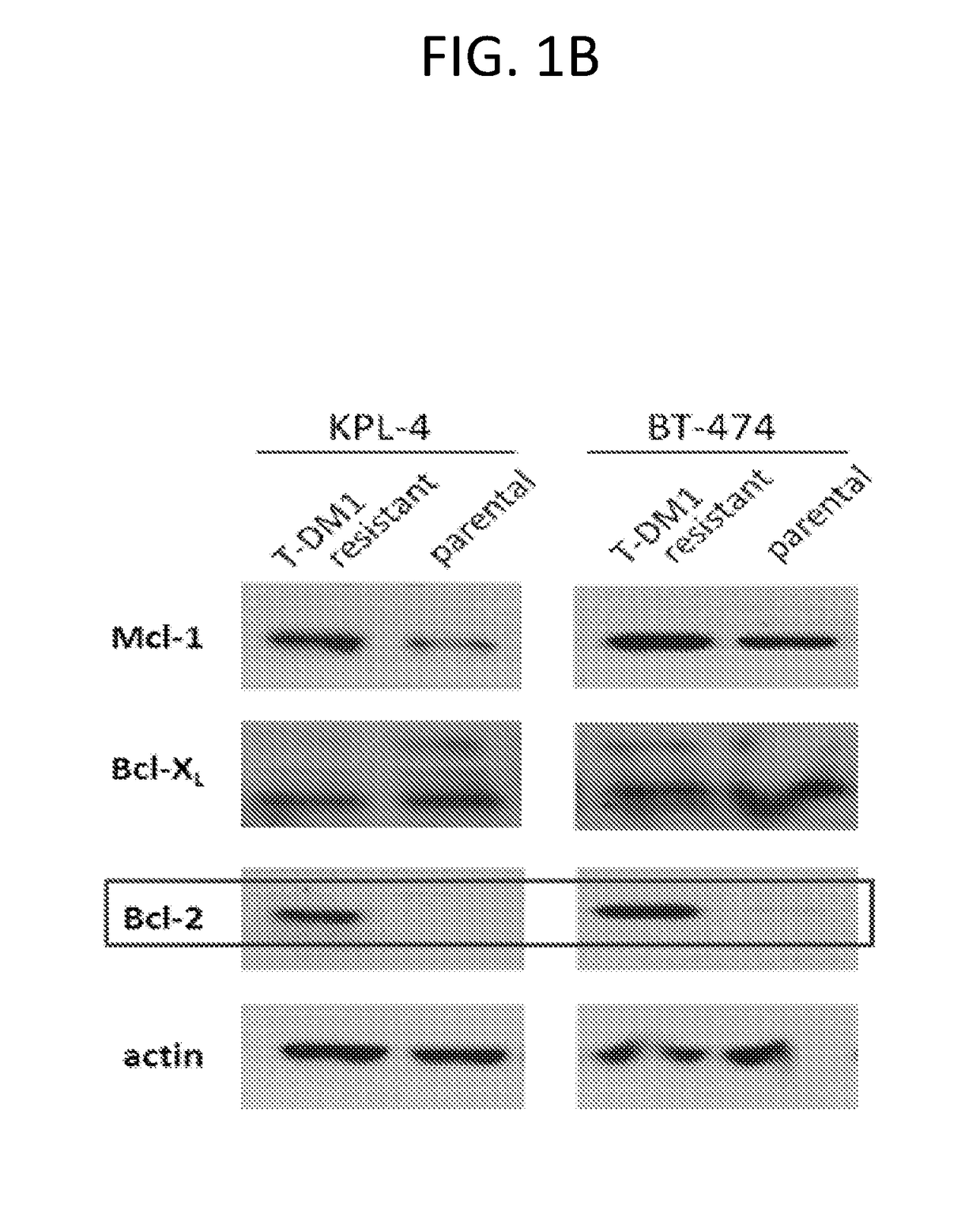 Combination therapy with an Anti-her2 antibody-drug conjugate and a bcl-2 inhibitor