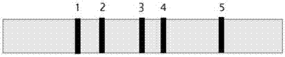 Test strip and kit for helicobacter pylori colloidal gold typing detection