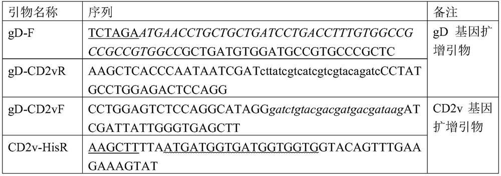 African swine fever virus CD2v protein as well as kit and antibody prepared from African swine fever virus CD2v protein