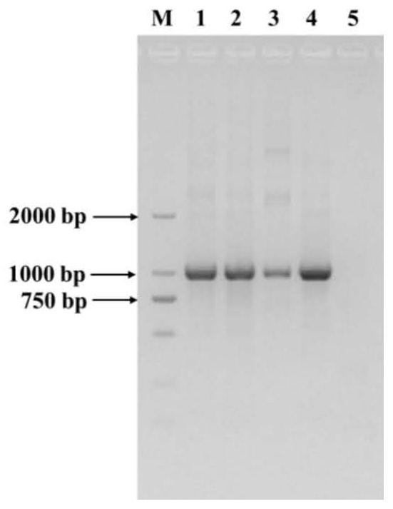 Phyllostachys edulis MYB transcription factor gene PeMYB103A and application thereof