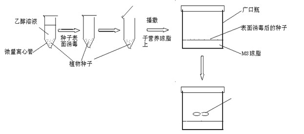 Method for culturing aseptic seedlings of plants