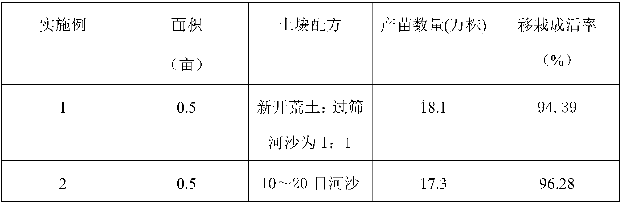 Scale seedling cultivation method by means of Cornus wilsoniana seeds