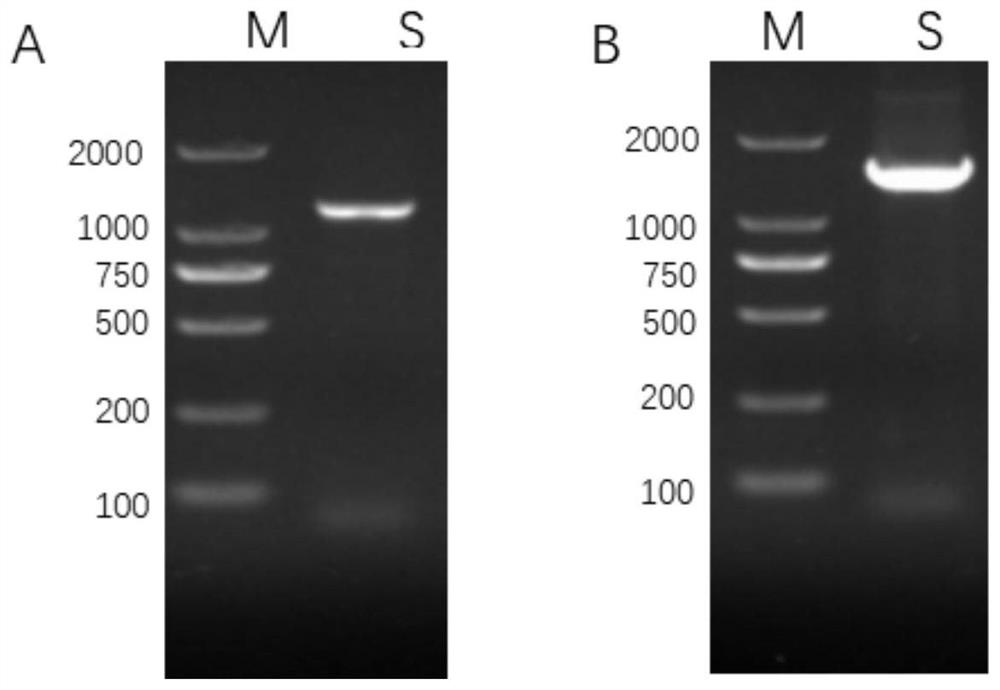 Bacillus amyloliquefaciens with broad-spectrum antagonism, microbial agent and application of bacillus amyloliquefaciens