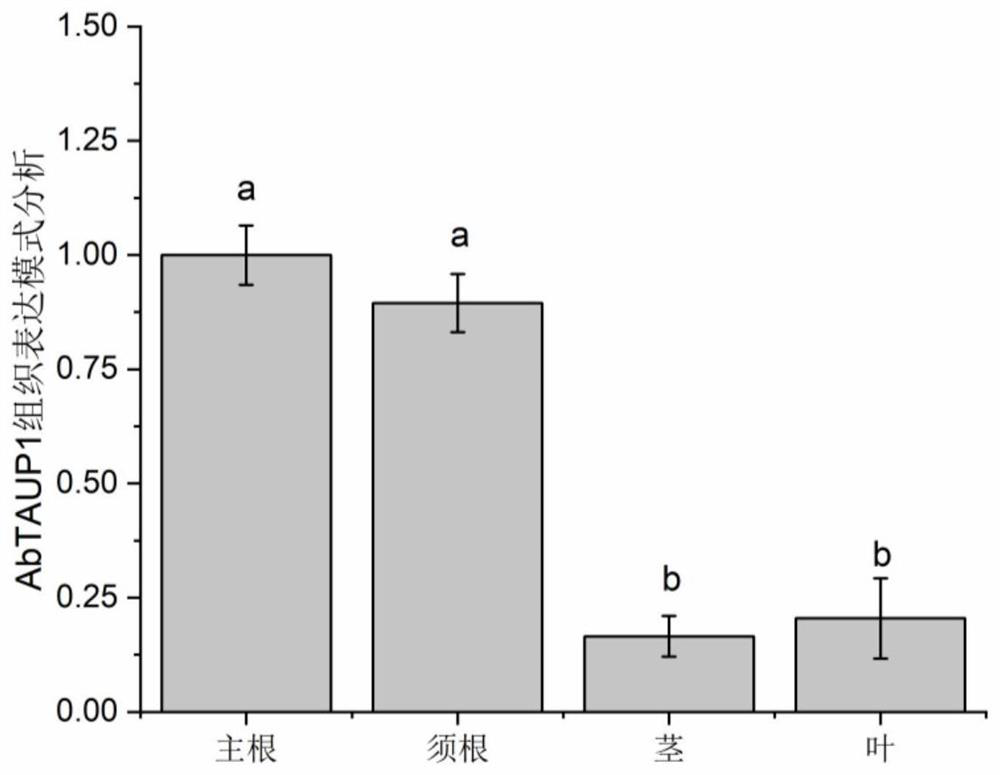 Tropane alkaloid transport protein AbTAUP1 and application thereof