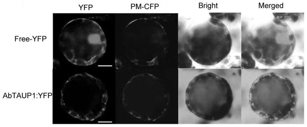 Tropane alkaloid transport protein AbTAUP1 and application thereof