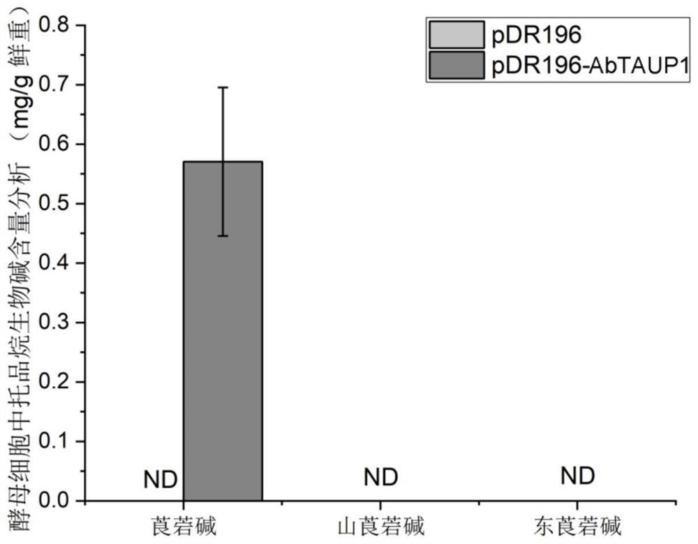 Tropane alkaloid transport protein AbTAUP1 and application thereof