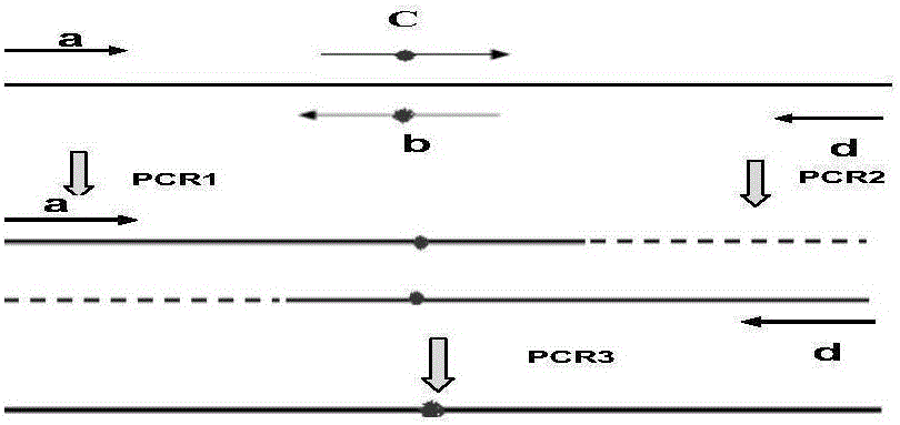 Detection method of gene hot-spot mutation